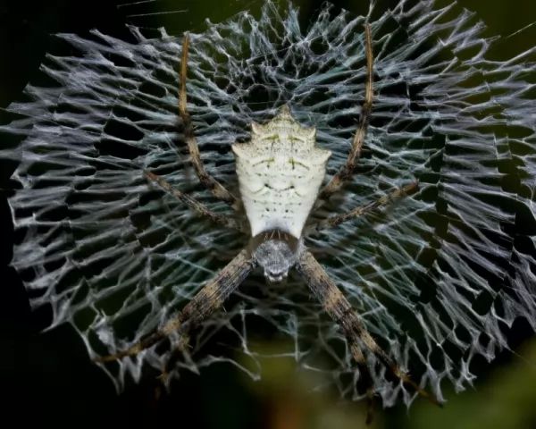   spiders-decorate-web