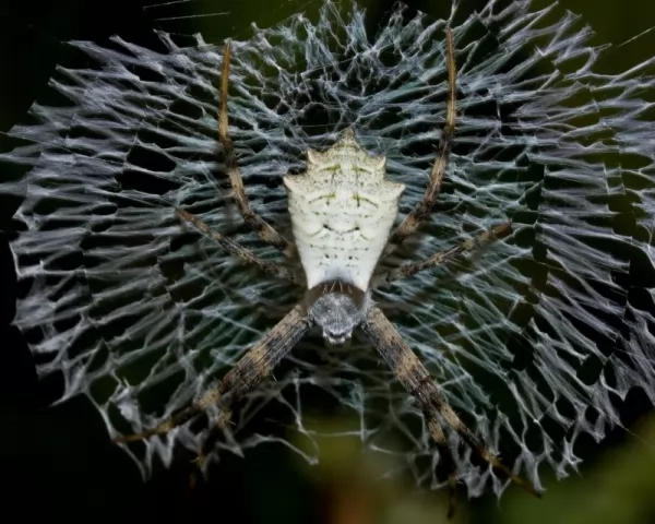 تفسير اسباب بناء شبكة العنكبوت