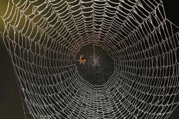   spiders-decorate-web