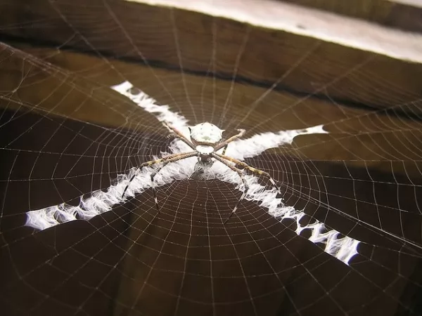 شبكة العنكبوت تعكس الضوء