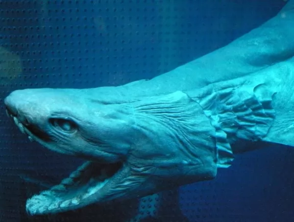 القرش المُزركش من اكثر مخلوقات بحرية غريبة