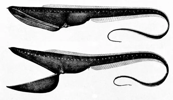 ثعبان البحر غولبر من اكثر مخلوقات بحرية غريبة