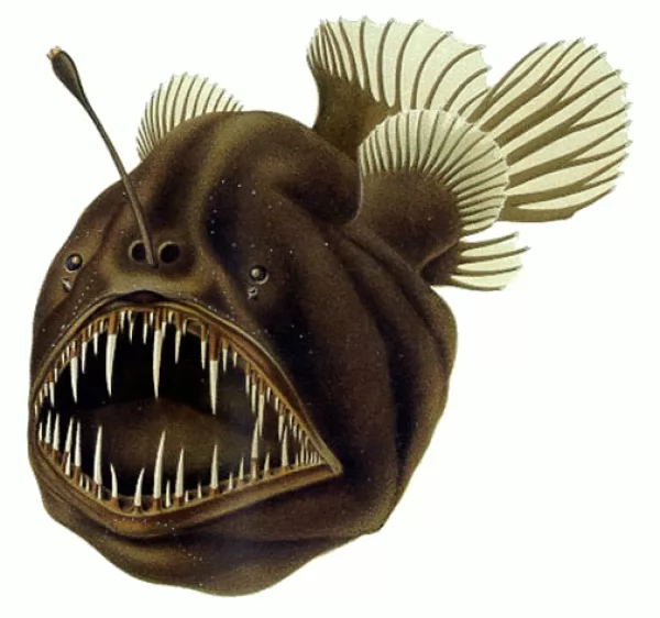 اسماك الأنجليرفيش من اكثر مخلوقات بحرية غريبة