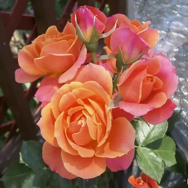 ورود فلوريبوندا من اجمل الورود في العالم
