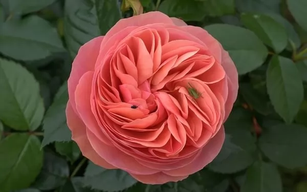الورد الفرنسية من اجمل الورود في العالم