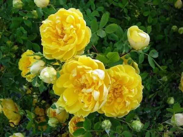 ورود الفويتيدا الفارسية من اجمل الورود في العالم