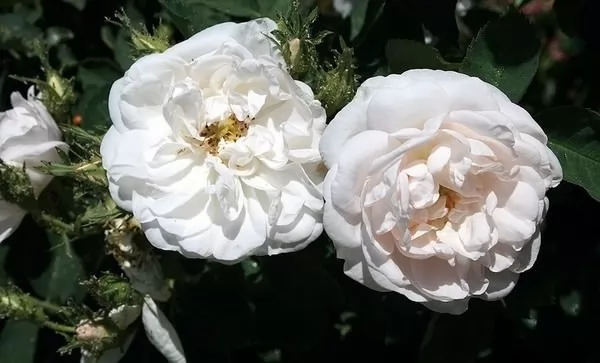 الورد الأبيض من اجمل الورود في العالم