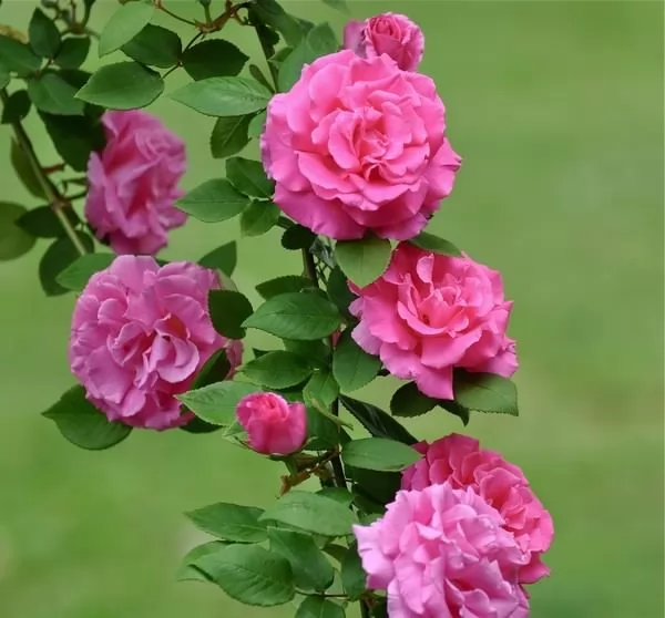 ورود البوربون من اجمل الورود في العالم