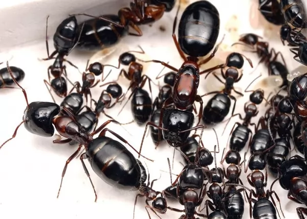 النمل يرث الانضباط منذ ولادته