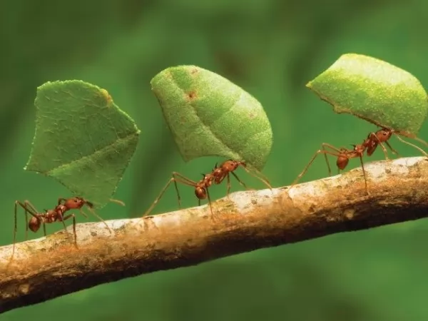 النمل يعمل في مجموعات دائما