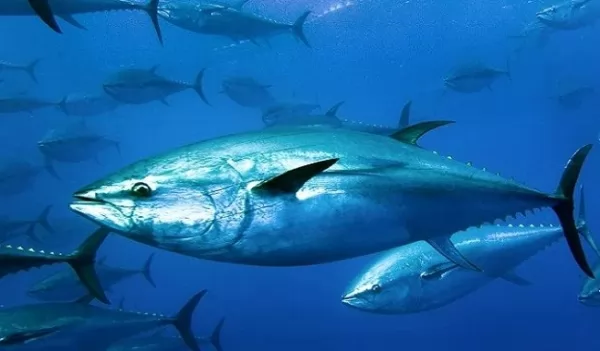 من اسرع الاسماك في العالم التونة ذات الزعنفة الزرقاء