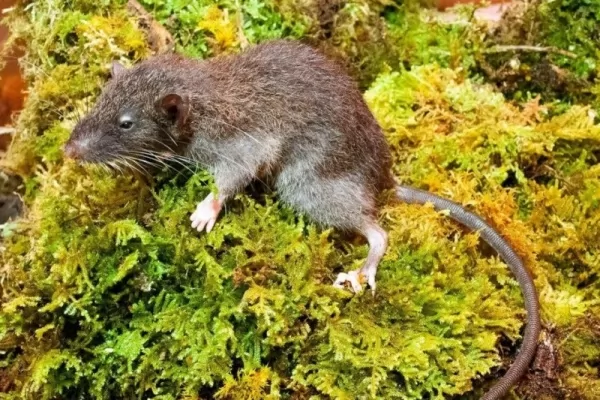 من الحيوانات الجديدة المكتشفة حديثا فأر الجذور