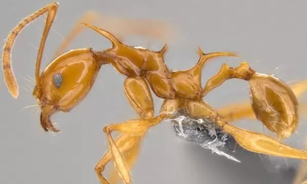 من الحيوانات الجديدة المكتشفة حديثا النمل التنين
