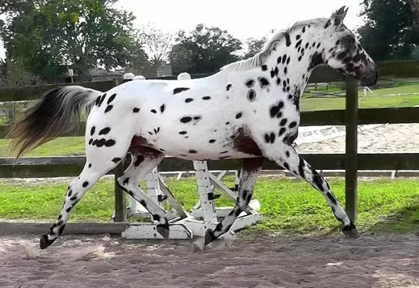 من اجمل الخيول في العالم الحصان الدلماسي