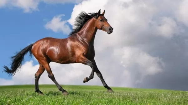 من اجمل الخيول في العالم حصان موستانج