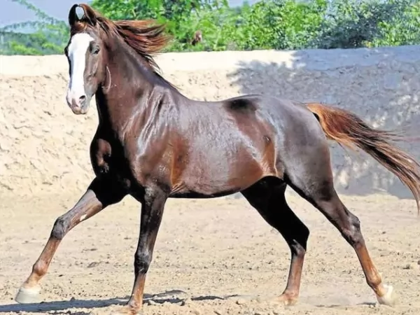 من اجمل الخيول في العالم حصان مارواري