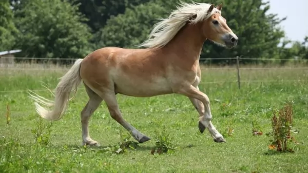 من اجمل الخيول في العالم حصان هافلينجر