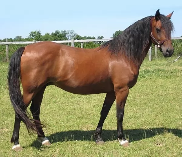 من اجمل الخيول في العالم حصان المورجان