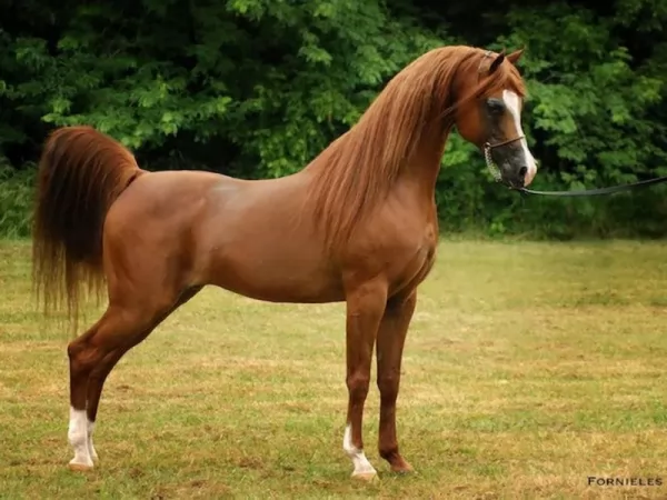 من اجمل الخيول في العالم الحصان العربي