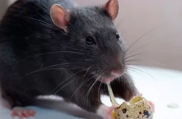 النظام الغذائي للفئران