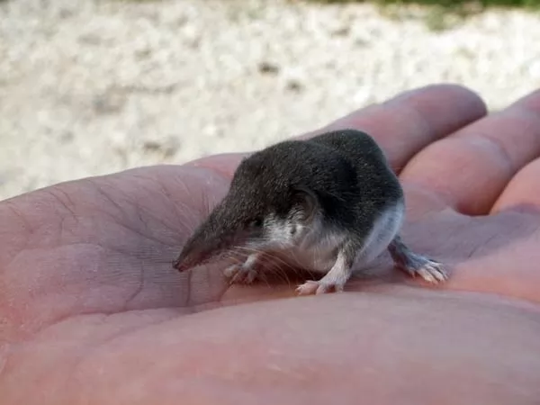 اصغر الحيوانات الثديية في العالم