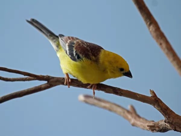 sparrow-bird-facts_1