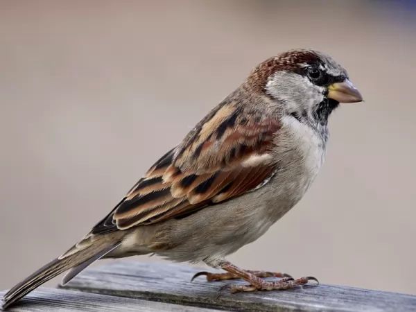 sparrow-bird-facts_1