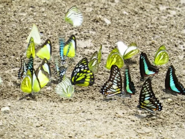 تجمع الفراشات حول البرك الطينية