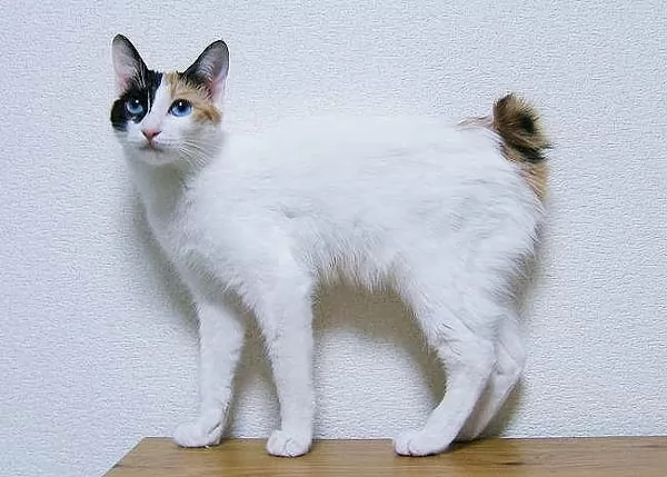 القط الياباني قصير الذيل من اغرب انواع القطط