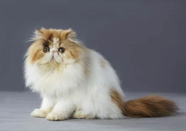القط الفارسي من اغرب انواع القطط