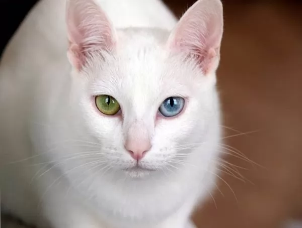 قط الجوهرة البيضاء من اغرب انواع القطط