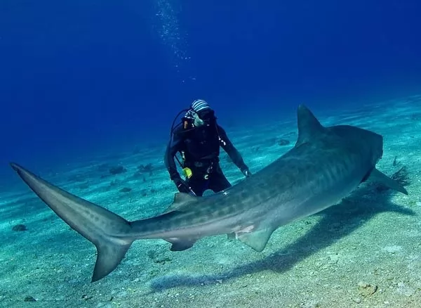 هجمات سمك القرش على البشر هي ظاهرة نادرة