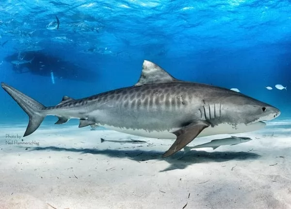 سمك القرش النمر من اخطر اسماك القرش في العالم