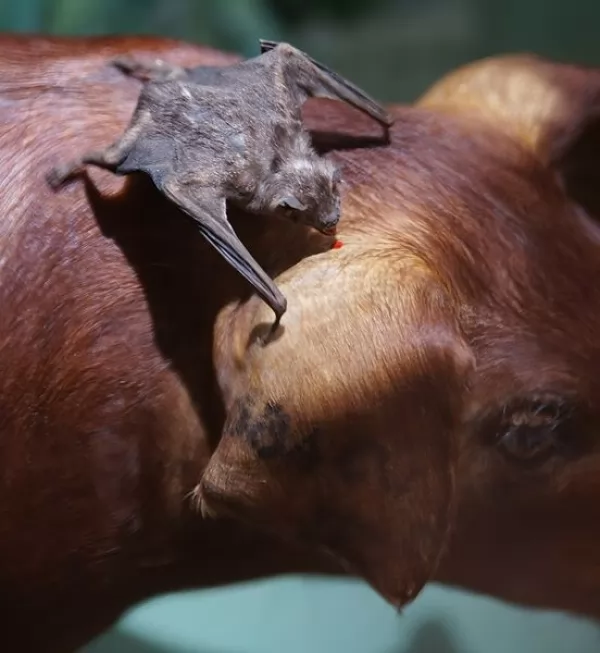 حقائق مثيرة للاهتمام عن الخفاش مصاص الدماء