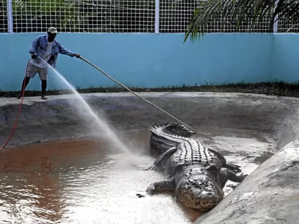 التمساح لولونج اكبر تمساح في العالم