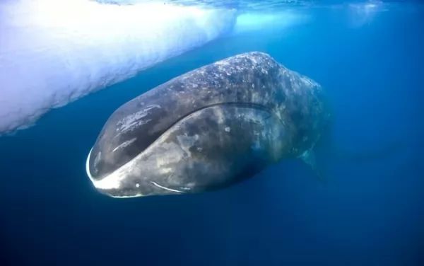 الحوت مقوس الرأس Bowhead-whale-facts_10443_1_1525030724