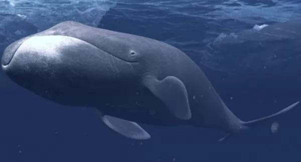 الحوت مقوس الرأس Bowhead-whale-facts_10443_3_1525030727
