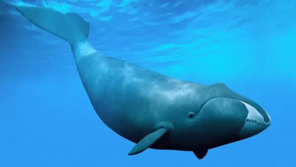 الحوت مقوس الرأس Bowhead-whale-facts_10443_4_1525030728