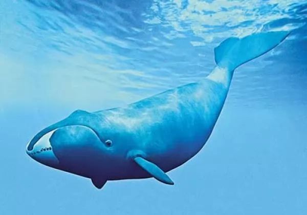 الحوت مقوس الرأس Bowhead-whale-facts_10443_5_1525030729