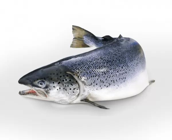 سمك السلمون الأطلسي المذهل About-atlantic-salmon_10528_1_1529835184