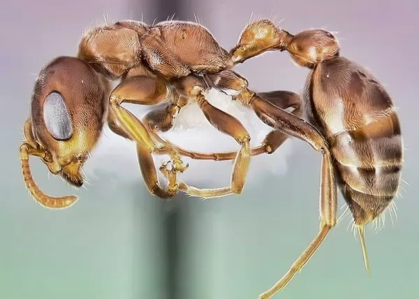 العلاقه بين النمل وشجره الاكاسيا تسمى علاقه