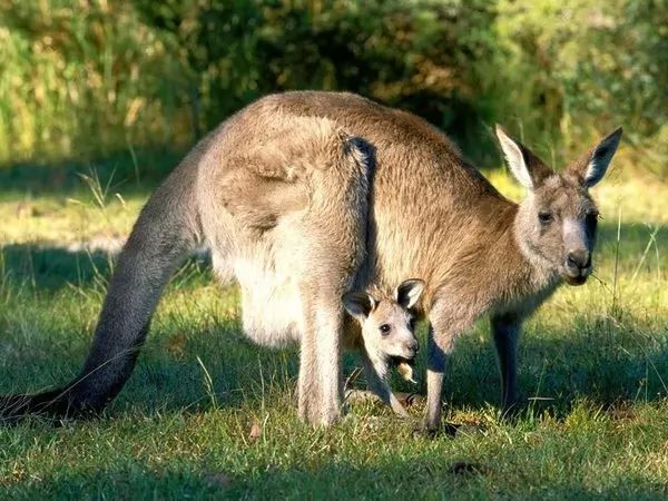 بصورة حيوانك المفضل  - صفحة 67 Red-kangaroo-facts_10503_1_1528224264