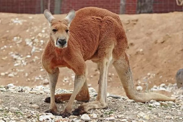  بصورة حيوانك المفضل  - صفحة 67 Red-kangaroo-facts_10503_2_1528224265