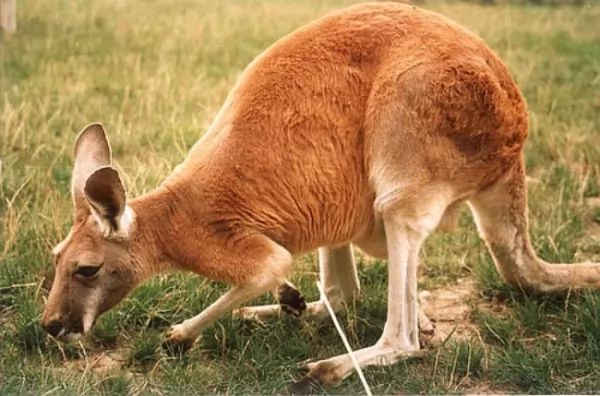  بصورة حيوانك المفضل  - صفحة 67 Red-kangaroo-facts_10503_5_1528224269