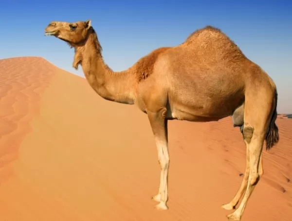الحيوانات الصحراوية