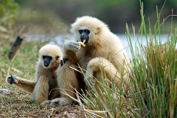  بصورة حيوانك المفضل  - صفحة 68 Gibbon-facts_10552_1_1531012384