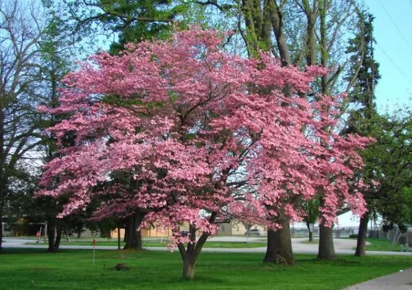  7 من أجمل أشجار الزينة التي يمكنك زراعتها في الحديقة Ornamental-trees_10544_5_1530653250