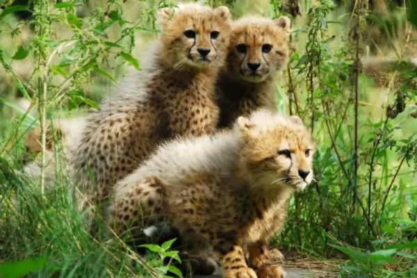  بصورة حيوانك المفضل  - صفحة 69 Baby-cheetahs_10645_3_1534641931