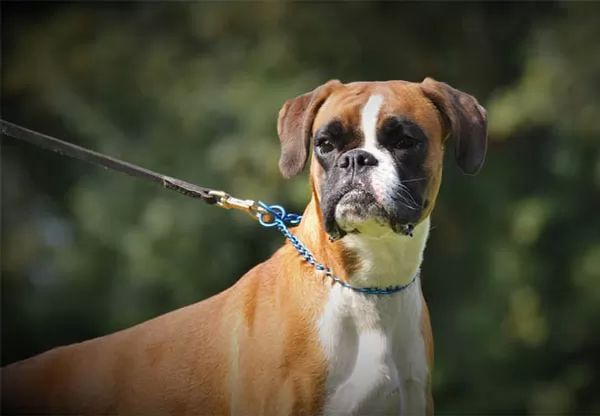 كلب البوكسر أحد أشرس أنواع الكلاب في العالم Boxer-facts_10654_3_1535029917