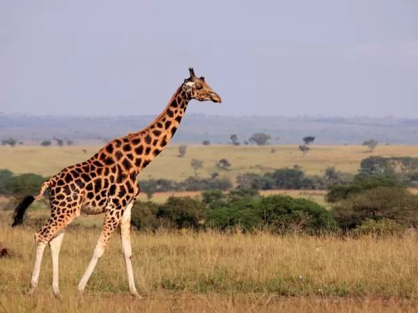  بصورة حيوانك المفضل  - صفحة 70 Giraffe-anatomy_10714_1_1537894612